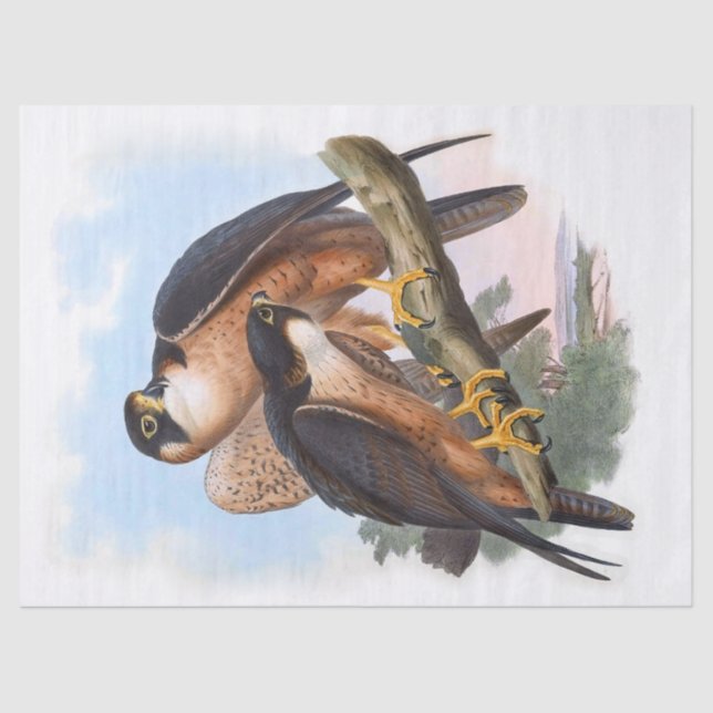 Vintag Shaheen Falcon Bird Decoupage Seidenpapier (Vorderseite)