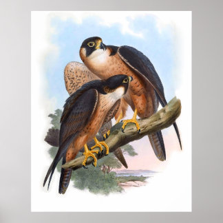 Vintag Shaheen Falcon Bird Poster