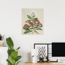 Vintag Shrub Bloom