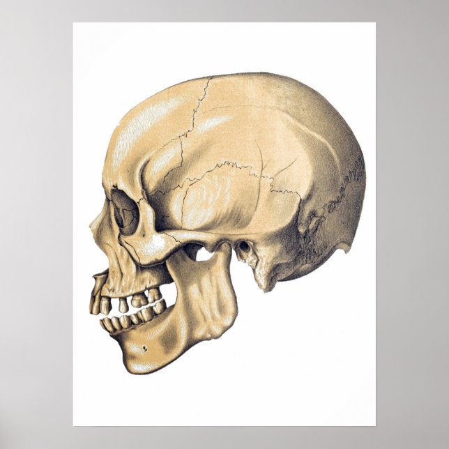 Vintag Skull Anatomy Illustration Poster (Vorne)