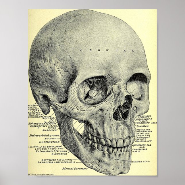 Vintag Skull Poster (Vorne)