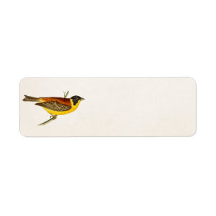 Vintag Song Bird Illustration - Vögel des 18. Jahr