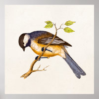 Vintag Song Bird Illustration - Vögel des 18. Jahr