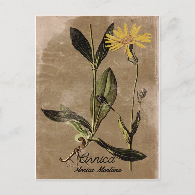 Vintag Style Arnica Blume Postkarte (Vorderseite)