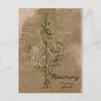 Vintag Style Rosemary Herb Postcard Postkarte