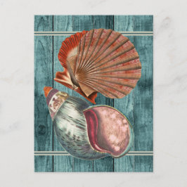 Vintag Style Seashells Postkarte