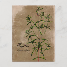 Vintag Style Thyme Herb Postcard Postkarte