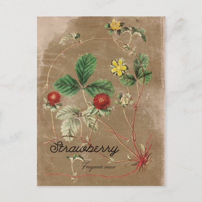 Vintag Style Wild Strawberry Postcard Postkarte (Vorderseite)