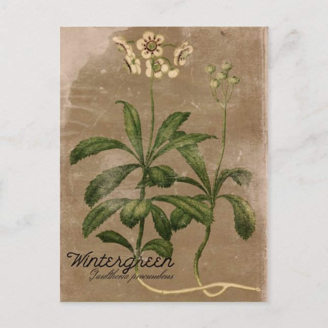 Vintag Style Wintergreen Pflanzen Postcard Postkarte (Vorderseite)