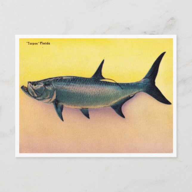 Vintag Tarpon Florida Travel Postkarte (Vorderseite)