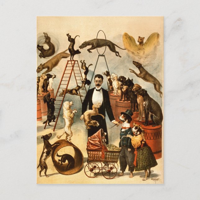 Vintag trainierte Zirkus Dog Act Trick Hunde1899 Postkarte (Vorderseite)