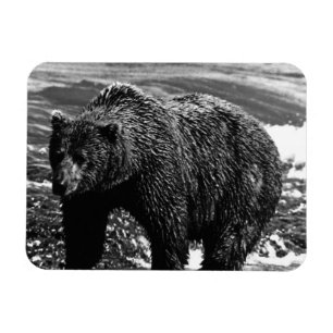 Vintag USA Alaska Braunbär 1970 Magnet