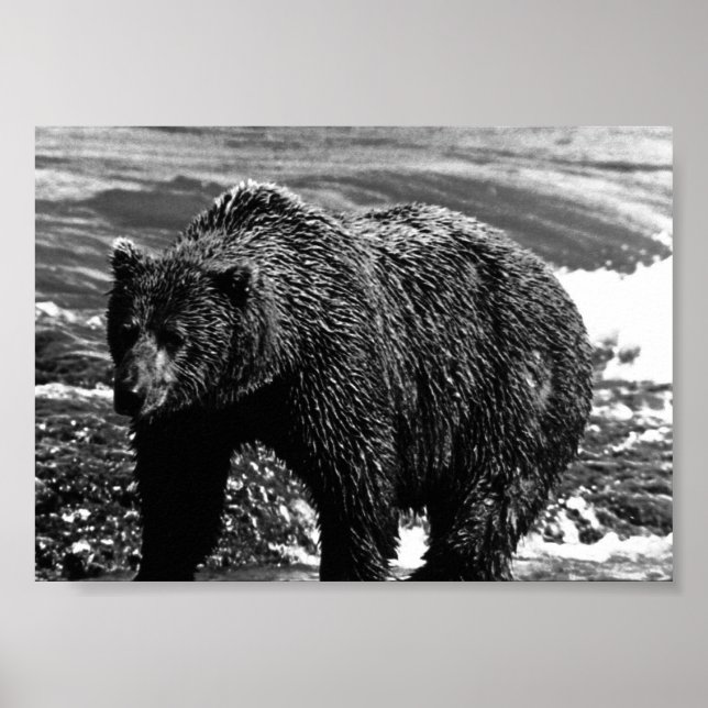 Vintag USA Alaska Braunbär Poster (Vorne)