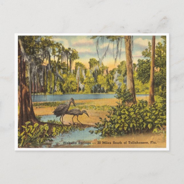 Vintag Wakulla Springs Florida Postkarte (Vorderseite)
