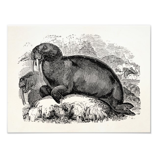 Vintag Walrus 1800s Walruses Illustration Fotodruck (Vorne)