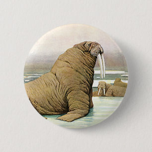 Vintag Walrus auf Iceberg in der Arktis, wild lebe Button