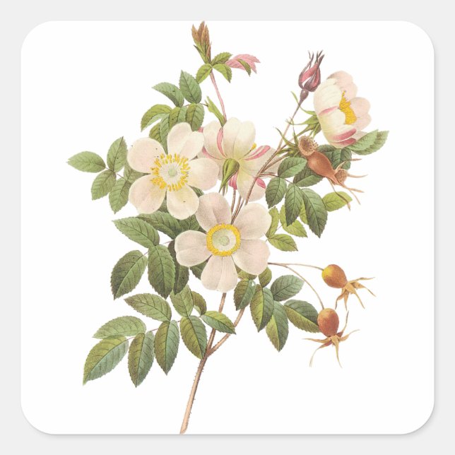 Vintag-weiße Blumenaufkleber Quadratischer Aufkleber (Vorderseite)