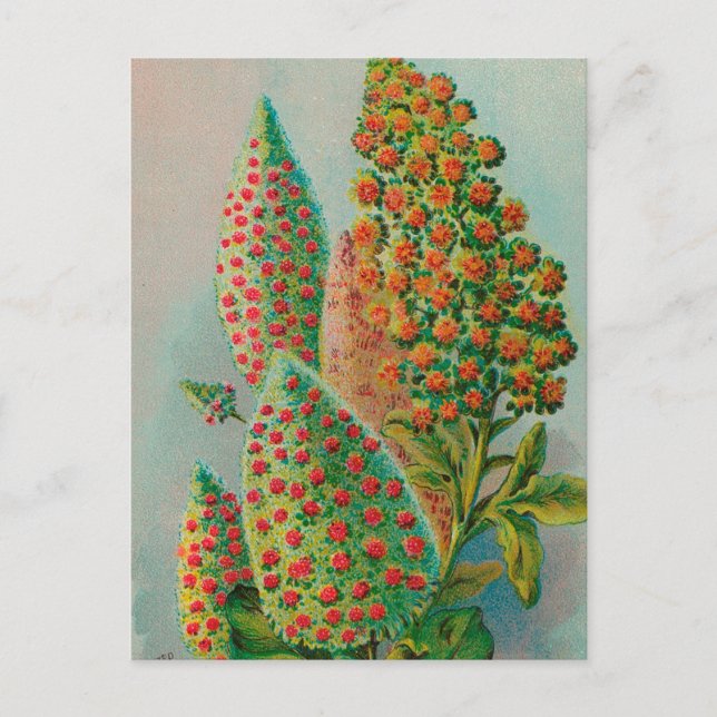 Vintag: Werbung in der Landwirtschaft - Postkarte (Vorderseite)