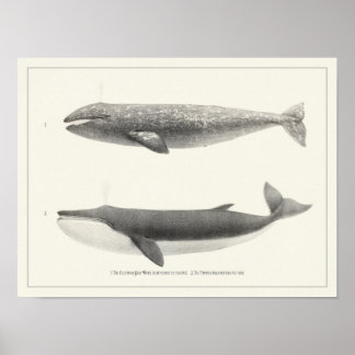 Vintag Whale-California Grauwal & Finback Whale Poster
