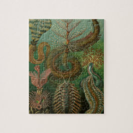 Vintag Worms Annelids Chaetopoda von Ernst Haeckel