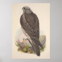 Vintag Young Island Falcon Bird