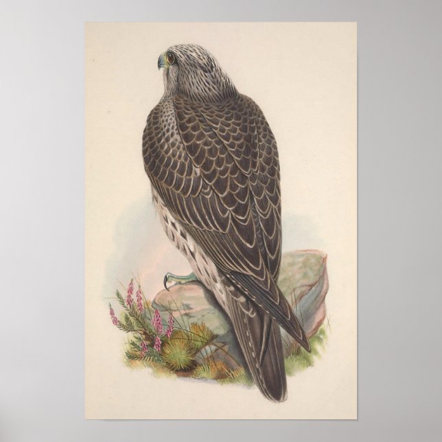 Vintag Young Island Falcon Bird Poster (Vorne)