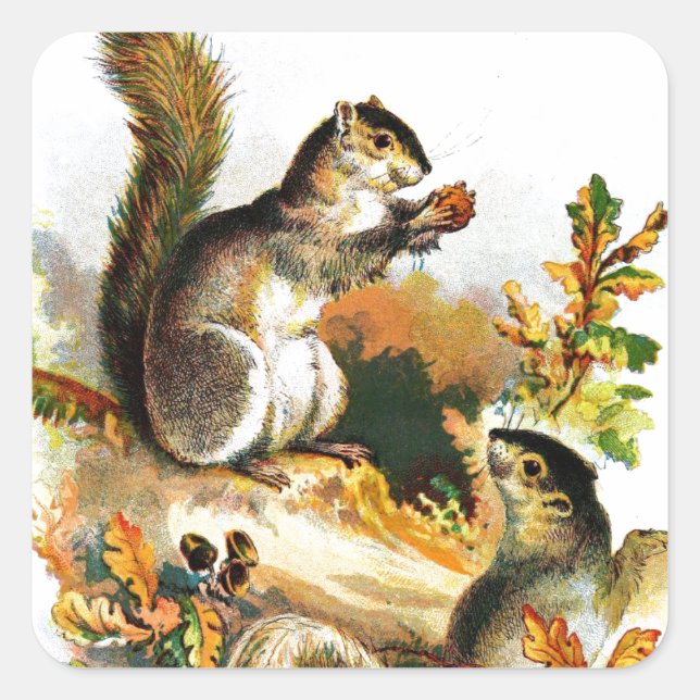 Vintag Zeichnend Eichhörnchen im Herbst Quadratischer Aufkleber (Vorderseite)