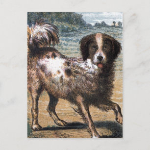 Vintag Zeichnend: Ein streunender Hund Postkarte