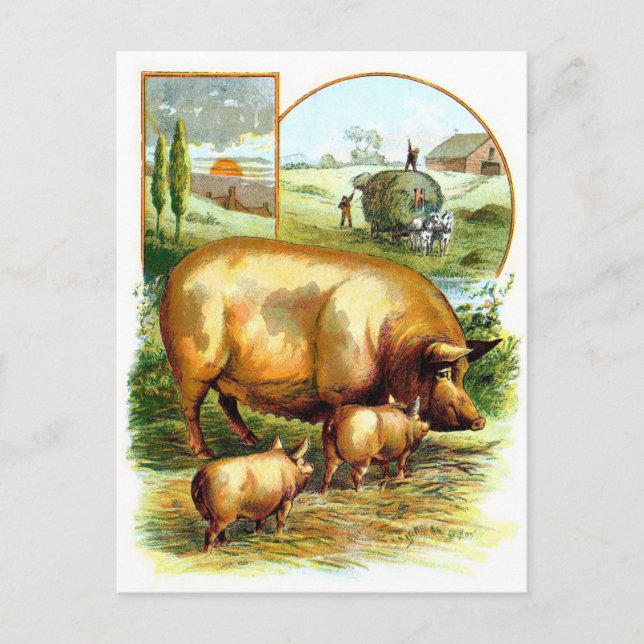 Vintag Zeichnend: Mutterschwein mit Ferkeln Postkarte (Vorderseite)
