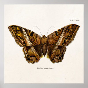 Vintage 1800er Brown Fuzzy Moth Template Butterfly Poster