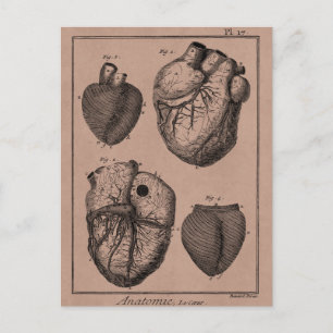 Vintage 1800er Herz Retro Herz Anatomie Herzen Postkarte