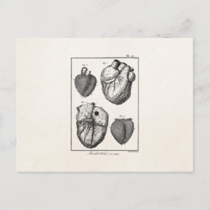 Vintage 1800er Herz Retro Herz Anatomie Herzen Postkarte