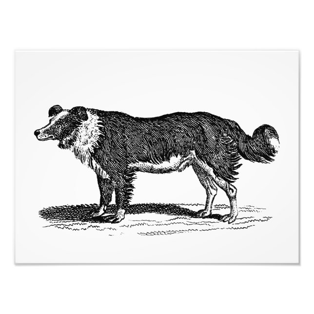 Vintage 1800er-Jahre-Grenz-Kollie-Hunde-Illustrati Fotodruck (Vorne)