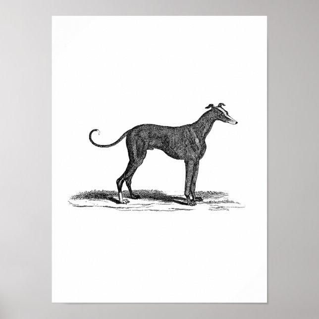 Vintage 1800er-Jahre-Hunde-Hunde-Illustration - Hu Poster (Vorne)