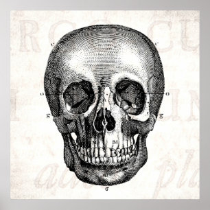 Vintage 1800er Skull Retro Anatomisch Alt Zeichnen Poster