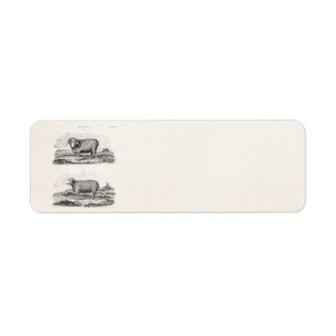 Vintage 1800s