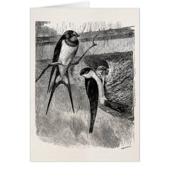 Vintage 1800s (Vorne)