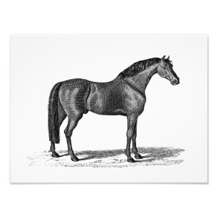 Vintage 1800s arabische Pferdeillustration - Fotodruck