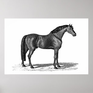 Vintage 1800s arabische Pferdeillustration - Poster