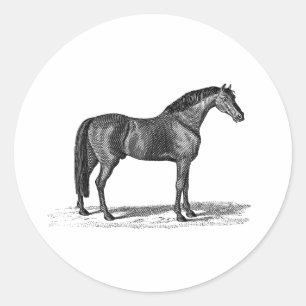 Vintage 1800s arabische Pferdeillustration - Runder Aufkleber