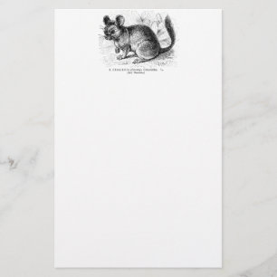 Vintage 1800s Chinchilla-Chinchilla-Illustration Briefpapier