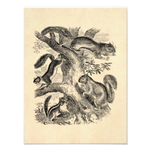 Vintage 1800s Eichhörnchen-Illustration - Fotodruck