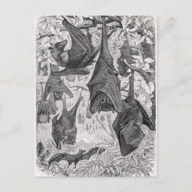 Vintage 1800s Flying Fox Bat Retro Template Postkarte (Vorderseite)