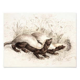 Vintage 1800s fotodruck