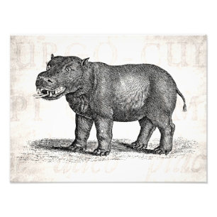 Vintage 1800s Hippopotamus-Illustration - Fotodruck