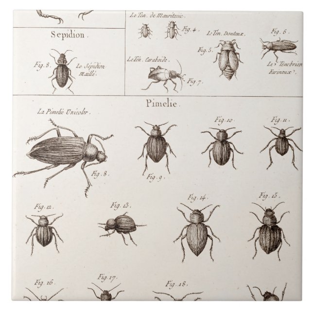 Vintage 1800s Insekten-Wanzen-Käfer-Illustration Fliese (Vorderseite)