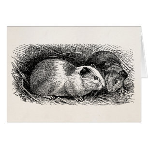Vintage 1800s Meerschweinchen-IllustrationRetro