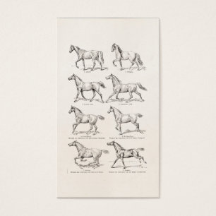 Vintage 1800s Pferdegangart-Illustrations-Pferde