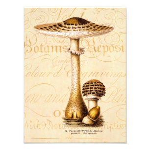 Vintage 1800s Pilz Agricus Pilz-Schablone Fotodruck