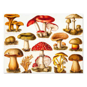 Vintage 1800s Pilz-Vielzahl-Schablone Fotodruck